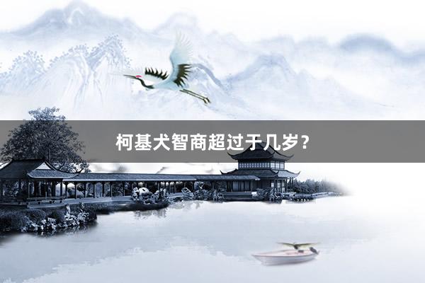 柯基犬智商超过于几岁？